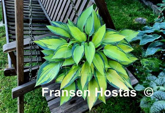 Hosta June